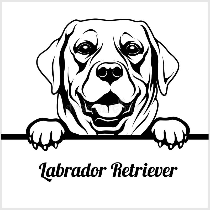 Retriever του Λαμπραντόρ - σκυλιά κρυφοκοιτάγματος - - κεφάλι προσώπου φυλής που απομονώνεται στο λευκό ελεύθερη απεικόνιση δικαιώματος